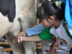 Yuk, Wisata Perah Susu Sapi di Bogor