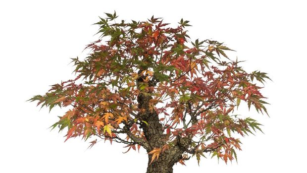 Ilustrasi bonsai jepang