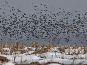 Momen Beri Makan Ribuan Burung Migrasi di Tengah Salju Himalaya