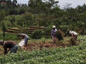 Cara ACT Selamatkan Petani Ubi yang Merana Akibat Harga Anjlok