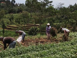 Cara ACT Selamatkan Petani Ubi yang Merana Akibat Harga Anjlok