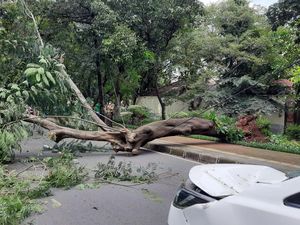 Tak Ada Angin Tak Ada Hujan, Pohon Tumbang Timpa Mobil di Menteng