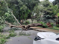 Tak Ada Angin Tak Ada Hujan, Pohon Tumbang Timpa Mobil di Menteng