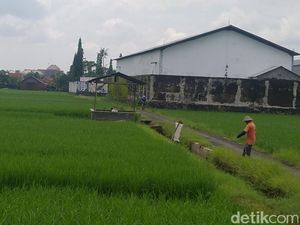 Viral Pasangan Diduga Mesum Siang Bolong di Tengah Sawah Pekalongan