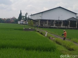 Viral Pasangan Diduga Mesum Siang Bolong di Tengah Sawah Pekalongan