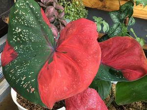 Ini 3 Tips Merawat Tanaman Hias Saat Musim Hujan