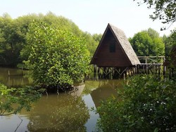 5 Hal Seru yang Ada di Taman Wisata Alam Mangrove Jakarta