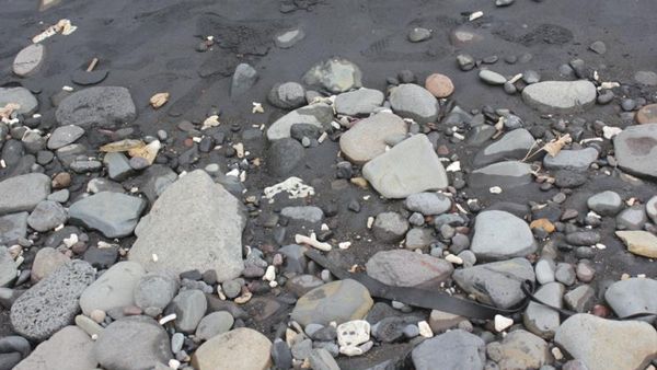 5 Menit Menyusuri Selat Bali, Seru!