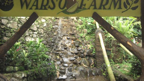 Ada Durian Raksasa di Warso Farm, Bogor