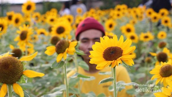 Ada Taman Bunga Matahari di Mall, Penasaran?