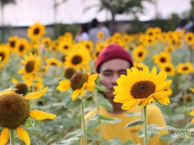 Ada Taman Bunga Matahari di Mall, Penasaran?