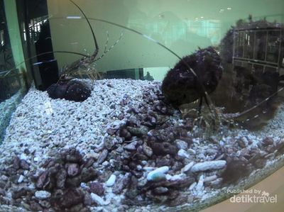 Ada Wisata Edukasi Ikan di Tengah Kota Jakarta