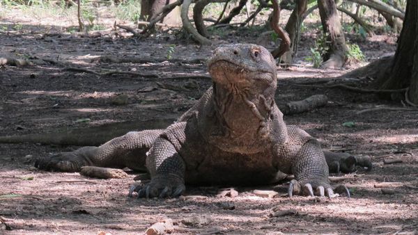 Ada yang Indah di Balik Ganasnya Pulau Komodo