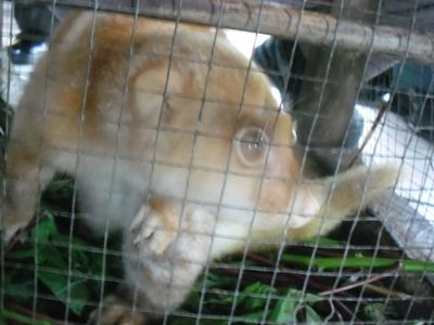 Aiih.. Lucunya Kuskus Tutul dan Ular Piton Papua