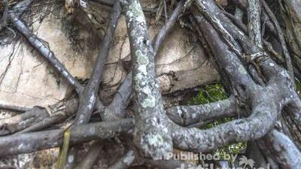 Ajaib! Ada Kelenteng di Dalam Akar Beringin di Bintan