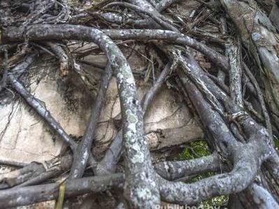 Ajaib! Ada Kelenteng di Dalam Akar Beringin di Bintan