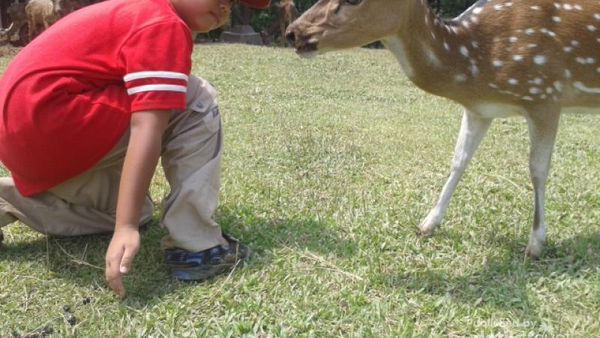 Akhir Pekan, Ayo ke Penangkaran Rusa di Bogor!