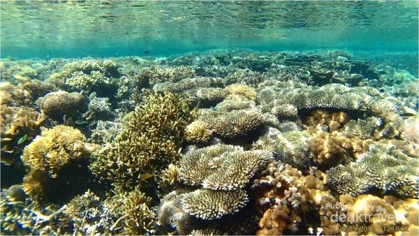 Alam Bawah Laut Gili Petagan Lombok, Cantiknya Keterlaluan!