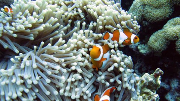 Alam Bawah Laut Pulau Menjangan