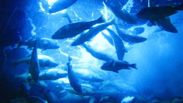 Alam Bawah Laut Seaworld