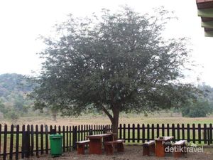 Alas Purwo, Potret Primadona Wisata Alam Banyuwangi
