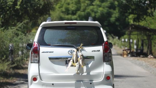 Aneka Fakta Unik Tentang Timor Leste