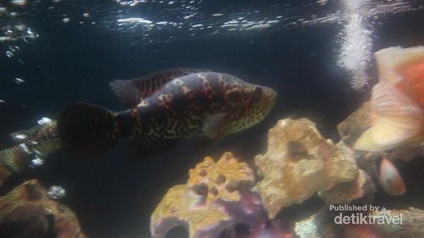 Aneka Satwa Air yang Bisa Ditemukan di Batu Secret Zoo