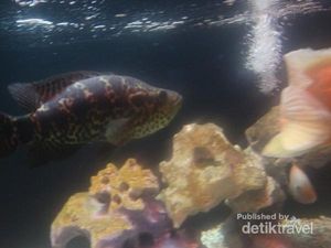 Aneka Satwa Air yang Bisa Ditemukan di Batu Secret Zoo
