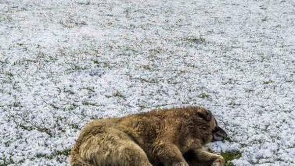 Anjing-anjing Nan Lucu di Istanbul