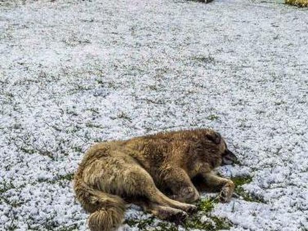 Anjing-anjing Nan Lucu di Istanbul