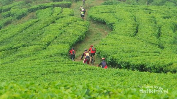 Asyiknya Gowes Sepeda di Kebun Teh Cianten, Bogor