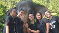 Asyiknya Main Dengah Gajah di Tangkahan, Sumatera Utara