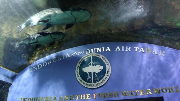 Asyiknya Melihat Beragam Ikan di TMII