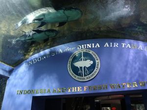 Asyiknya Melihat Beragam Ikan di TMII