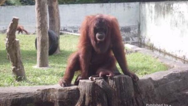 Asyiknya Tamasya ke Kebun Binatang Gembiraloka
