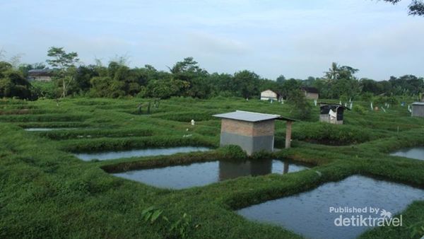 Asyiknya Wisata Keluarga di Kampung Lele, Boyolali