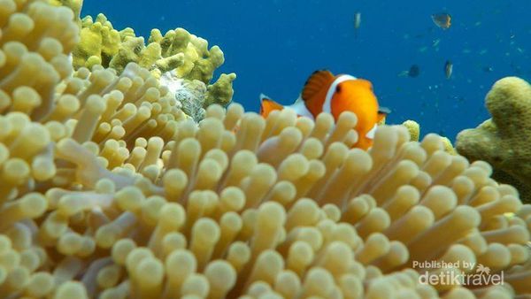 Bali Punya Taman Bawah Laut yang Super Cantik