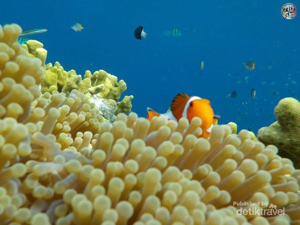 Bali Punya Taman Bawah Laut yang Super Cantik