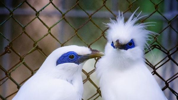 Bali, The Power of Two