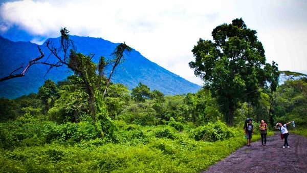 Baluran, Africa Van Java