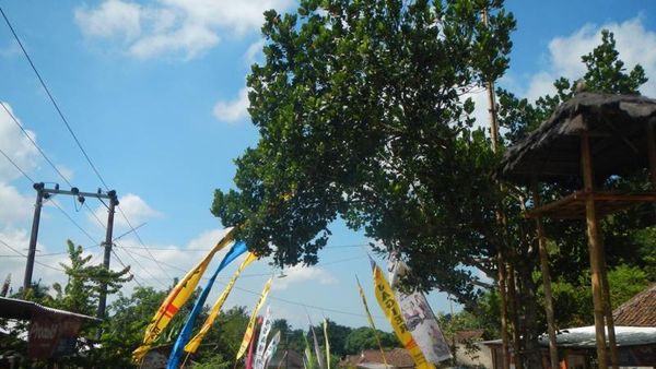 Banyuwangi Punya Air Terjun Kembar Tiga!