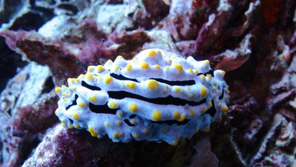 Bawah Laut Filonga Nan Berwarna - bagian 1