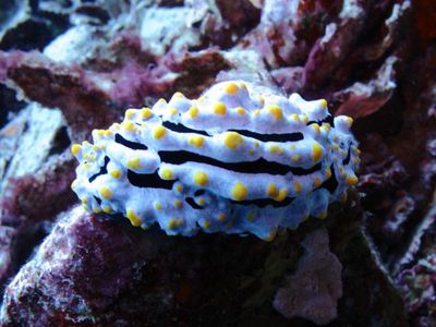 Bawah Laut Filonga Nan Berwarna - bagian 1