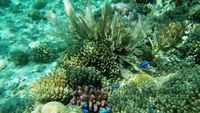 Bawah Laut Takabonerate Bikin Lupa Daratan