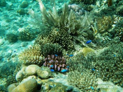 Bawah Laut Takabonerate Bikin Lupa Daratan