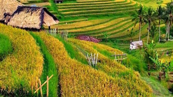 Begini Cantiknya Sawah Khas Bali di Tabanan
