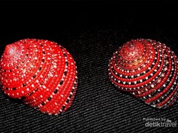 Begini Cara Menekuni Hobi Koleksi Cangkang Keong