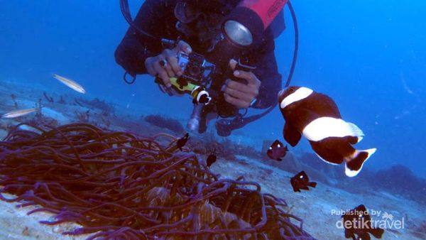 Begini Indahnya Alam Bawah Laut Pulau Buru di Maluku