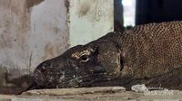 Begini Kondisi TN Komodo di Akhir Tahun Lalu