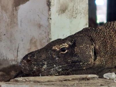 Begini Kondisi TN Komodo di Akhir Tahun Lalu